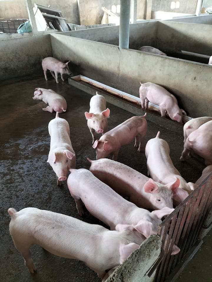 Giá heo hơi ngày 19/9/2022: Cao nhất đạt 67.000 đồng/kg